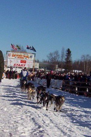 Iditarod Trail Sled Dog Race
